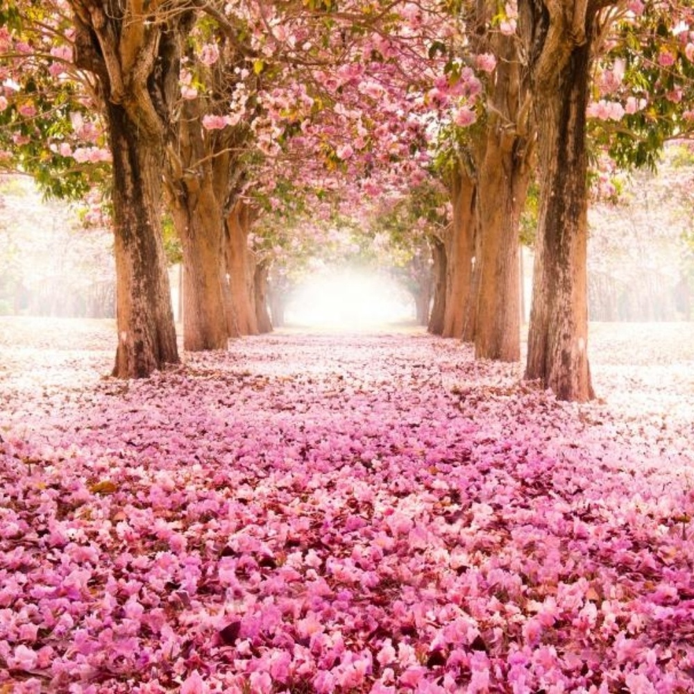 Meet your Posher, Alane